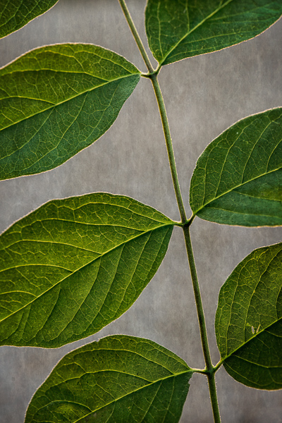 Abstract;Abstraction;Botanical;Calm;Close-up;Healing;Health care;Healthcare;Leaf;Line;Macro;Minimalism;Nature;Pastoral;Plant;Shape;Veins;Wabi Sabi;botanicals;foliage;leaves;oneness;pattern;peaceful;restful;serene;soothing;texture;tranquil;zen