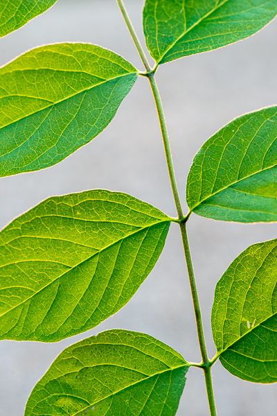 Abstract;Abstraction;Botanical;Calm;Close-up;Healing;Health care;Healthcare;Leaf;Line;Macro;Minimalism;Nature;Pastoral;Plant;Shape;Veins;Wabi Sabi;botanicals;foliage;leaves;oneness;pattern;peaceful;restful;serene;soothing;texture;tranquil;zen