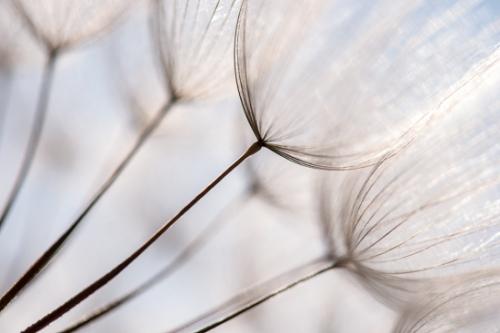 Abstract;Abstraction;Blue;Botanical;Brown;Calm;Close-up;Dandelion;Flowers & Plants;Gold;Healing;Health care;Healthcare;Line;Macro;Nature;Pastoral;Seed Head;Shape;Tan;Wabi Sabi;botanicals;goatsbeard;oneness;pattern;peaceful;plant;restful;serene;soothing;tranquil;wildflower;zen