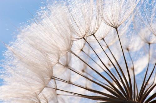 Abstract;Abstraction;Blue;Botanical;Brown;Calm;Close-up;Dandelion;Flowers & Plants;Gold;Healing;Health care;Healthcare;Line;Macro;Nature;Pastoral;Seed Head;Shape;Tan;Wabi Sabi;botanicals;goatsbeard;oneness;pattern;peaceful;plant;restful;serene;soothing;tranquil;wildflower;zen