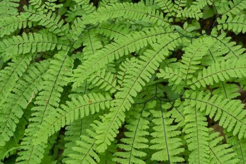 Abstract;Abstraction;Botannicals;Fern;Green;Leaves;Oregon;Pattern;Plant;botanical