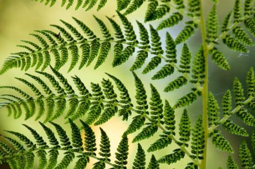 Close-up;Fern;Green;Oneness;Oregon;Oriental;Peaceful;Plant;Wabi Sabi;botanical;botanicals;zen