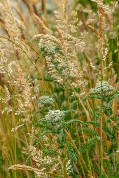 Bloom;Blossom;Blossoms;Botanical;Botanicals;Brown;Bud;Calm;Concepts;Cool Colors;Cool Palette;Cool Tones;Flora;Floral;Flower;Floweret;Flowering;Flowers;Flowers & Plants;Gold;Green;Greens;Healing;Health care;Healthcare;Leaf;Leaves;Macro;Nature;Oneness;Oregon;Pastoral;Plant;Queen Anne's Lace;Seed Head;Tan;United States;Wildflower;bloom;color;flora;floral;flower;foliage;grass;oneness;peaceful;plants;restful;serene;soothing;tranquil;zen