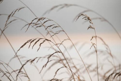 Botannicals;Grass;Grass Seed Head;Grasses;Oregon;Plant;Tan