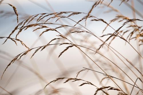 Botanical;Brown;Calm;Flowers & Plants;Gold;Healing;Health care;Healthcare;Macro;Minimalism;Nature;Oregon;Pastoral;Seed Heads;Tan;Wabi Sabi;Yellow;arching;botanicals;grass;oneness;peaceful;plant;plants;restful;serene;soothing;tranquil;zen