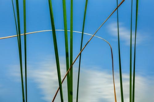 Abstract;Abstraction;Botanical;Calm;Close-up;Cloud;Cloud Formation;Clouds;Flowers & Plants;Healing;Health care;Healthcare;Leaf;Line;Mirror;Modern;Nature;Ohio;Pastoral;Reeds;Wabi Sabi;Water;Waterscape;blue;botanicals;contemporary;contemporary art;green;lake;landscape;leaves;modern art;oneness;pattern;peaceful;plant;plants;pond;pool;reflection;reflections;restful;serene;sky;soothing;tranquil;zen