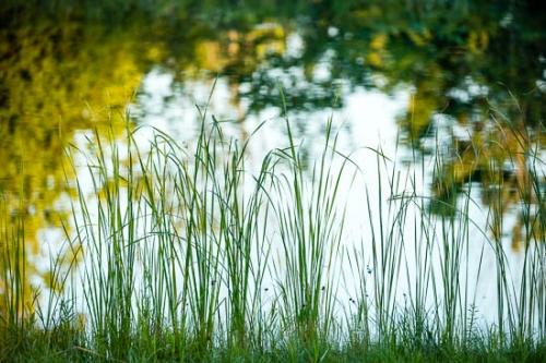 Blue;Cattails;Flowers & Plants;Green;Healing;Health care;Healthcare;Lake;Landscape;Leaves;Mirror;Nature;Ohio;Oneness;Pastoral;Peaceful;Plant;Plants;Pond;Reflection;Reflections;Waterscape;Yellow;botanical;botanicals;calm;pool;restful;serene;soothing;tranquil;zen