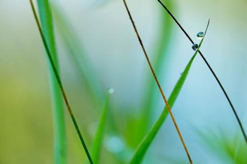 Close-up;Dew;Dewy;Drop;Droplets;Flowers & Plants;Grass;Green;Healing;Health care;Healthcare;Macro;Nature;Ohio;Oneness;Pastoral;Peaceful;Plant;Tan;Wabi Sabi;Water;Water Drops;Wet;Yellow;botanical;botanicals;calm;dew drops;drops;restful;serene;soothing;tranquil;zen