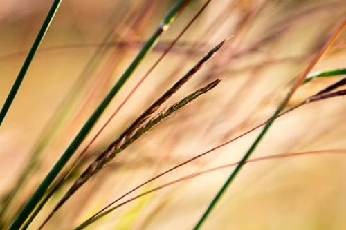 Brown;Close-up;Flowers & Plants;Gold;Grass;Grass Seed Head;Green;Healing;Health care;Healthcare;Macro;Nature;Oneness;Orange;Pastoral;Peaceful;Plant;Tan;Wabi Sabi;botanical;botanicals;calm;restful;serene;soothing;tranquil;zen
