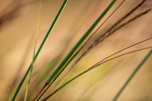 Brown;Close-up;Flowers & Plants;Gold;Grass;Grass Seed Head;Green;Healing;Health care;Healthcare;Macro;Nature;Oneness;Orange;Pastoral;Peaceful;Plant;Tan;Wabi Sabi;botanical;botanicals;calm;restful;serene;soothing;tranquil;zen
