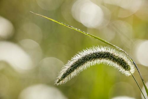 Abstract;Abstraction;Close-up;Dew;Dewy;Drop;Droplet;Droplets;Grass;Grass Seed Head;Green;Healing;Health care;Healthcare;Leaf;Line;Macro;Modern;Nature;Oneness;Pattern;Peaceful;Plant;Reflection;Reflections;Seed Head;Shape;Water;Water Drops;botanical;botanicals;calm;contemporary;contemporary art;dew drops;drops;greenery;modern art;restful;serene;soothing;tranquil;zen