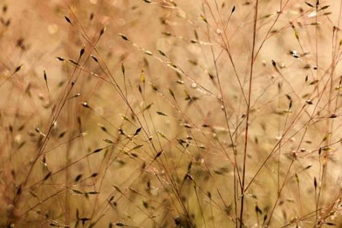 Abstract;Brown;Close-up;Gold;Green;Healing;Healthcare;Nature;Oneness;Orange;Peaceful;Plant;Plants;Red;Tan;Wabi Sabi;botanical;botanicals;seeds;serene;soothing;tranquil;zen