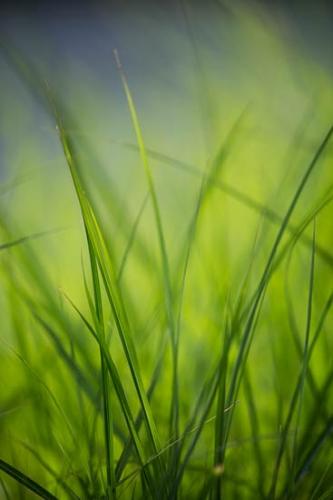Abstract;Abstraction;Botannicals;Close-up;Foliage;Grass;Green;Leaf;Leaves;Line;Oneness;Pastoral;Pattern;Peaceful;Plant;Shape;Stock categories;botanical;zen