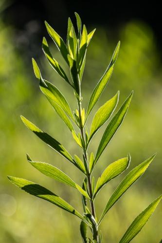Botanical;Calm;Close-up;Healing;Health care;Healthcare;Leaf;Macro;Minimalism;Nature;Pastoral;Sunlight;Sunshine;Wabi Sabi;botanicals;green;leaves;oneness;peaceful;plant;restful;serene;soothing;sunlit;tranquil;zen