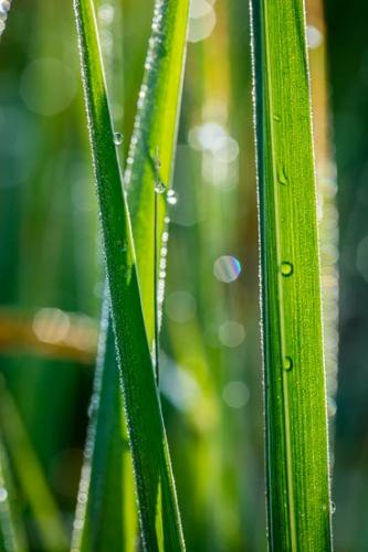 Close-up;Dew;Dewy;Drop;Droplets;Flowers & Plants;Grass;Green;Healing;Health care;Healthcare;Macro;Nature;Oneness;Pastoral;Peaceful;Plant;Tan;Wabi Sabi;Water;Water Drops;Wet;Yellow;botanical;botanicals;calm;dew drops;drops;restful;serene;soothing;tranquil;zen
