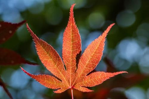 Botannicals;Close-up;Foliage;Green;Leaf;Leaves;Looking up;Maple;Maple Leaf;North Carolina;Oneness;Oriental;Plant;Red;Veins;Wabi Sabi;botanical;zen