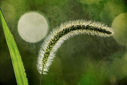 Bloom;Botanical;Close-up;Dew;Droplets;Drops;Grass Seed;Grass Seed Head;Leaf;Macro;Nature;Shape;Sunlight;Wabi Sabi;Water;Water Drops;botanicals;dew drops;dewy;drop;grass;green;oneness;pattern;peaceful;plant;sunlit;zen