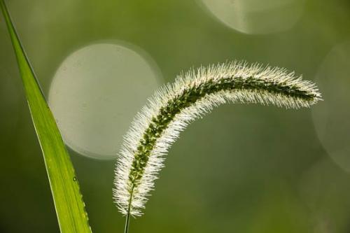 Bloom;Close-up;Dew;Dewy;Drop;Droplets;Grass;Grass Seed;Grass Seed Head;Green;Leaf;Macro;Nature;Oneness;Pattern;Peaceful;Plant;Shape;Sunlight;Sunlit;Wabi Sabi;Water;Water Drops;botanical;botanicals;dew drops;drops;zen