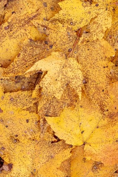 Abstract;Abstraction;Autumn;Botanical;Botanicals;Calm;Close-up;Concepts;Fall;Fallen;Fallen Leaves;Gold;Healing;Health care;Healthcare;Leaf;Leaves;Machine Falls;Macro;Nature;Oneness;Pastoral;Plant;Shape;Short Springs State Natural Area;Tennessee;Tullahoma;United States;Veins;Wabi Sabi;Yellow;color;foliage;pattern;peaceful;plants;restful;serene;soothing;texture;tranquil;zen