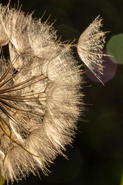 Abstract;Blossom;Blossoms;Botanical;Botanicals;Brown;Calm;Concepts;Dandelion;Floweret;Flowering;Flowers;Flowers & Plants;Healing;Health care;Healthcare;Macro;Minimalism;Nature;Oneness;Pastoral;Plant;Seed Head;Sunlight;Sunshine;Tan;Wabi Sabi;bloom;botanicals;flora;floral;flower;goatsbeard;peaceful;plants;restful;serene;soothing;sunlit;tranquil;zen