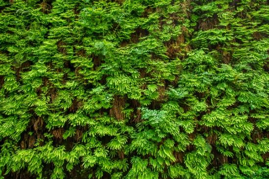 Abstract;Abstraction;Botanical;Calm;Fern Canyon;Flowers & Plants;Frond;Fronds;Healing;Health care;Healthcare;Leaf;Line;Minimalism;Nature;Pastoral;Shape;botanicals;fern;green;landscape;leaves;oneness;pattern;peaceful;plant;restful;serene;soothing;texture;tranquil;zen