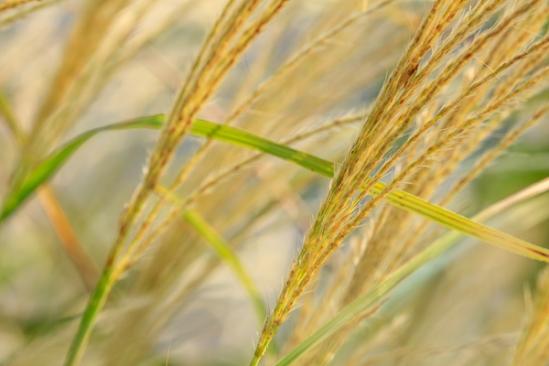 Abstract;Abstraction;Botanical;Calm;Close-up;Grass Seed Head;Grass seed heads;Healing;Health care;Healthcare;Line;Macro;Nature;Pastoral;Wabi Sabi;Yellow;botanicals;botany;grass;green;greenery;herbage;landscape;oneness;pattern;peaceful;plant;restful;serene;soothing;texture;tranquil;vegetation;zen