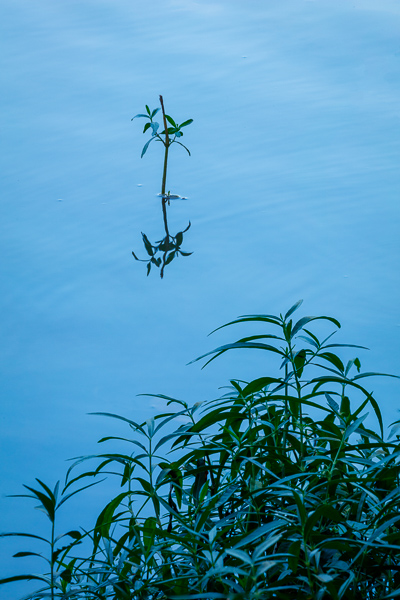Aqua;Blue;Botanical;Henry Horton;Henry Horton State Park;Leaf;Minimalism;Mirror;Nature;Ripple;State Park;Tennessee;United States;Wabi Sabi;Water;Waterscape;botanicals;green;lake;leaves;oneness;peaceful;pool;reflection;reflections;sumi-e;zen
