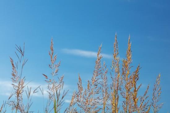 Blue;Botanical;Brown;Calm;Close-up;Cloud;Cloud Formation;Clouds;Flowers & Plants;Gold;Grass Seed Head;Grass seed heads;Grasses;Healing;Health care;Healthcare;Leaf;Macro;Minimalism;Nature;Pastoral;Tan;Yellow;botanicals;green;leaves;oneness;peaceful;plant;restful;serene;sky;soothing;tranquil;zen