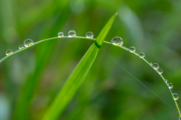 Blossom;Blossoms;Botanical;Calm;Close-up;Dew;Droplets;Drops;Floweret;Flowering;Flowers;Flowers & Plants;Healing;Health care;Healthcare;Macro;Minimalism;Nature;Pastoral;Plant;Sunlight;Sunshine;Wabi Sabi;Water;Water Drops;bloom;botanicals;dew drops;dewy;drop;droplet;flora;floral;flower;grass;green;oneness;peaceful;plants;restful;serene;soothing;sunlit;tranquil;wet;zen