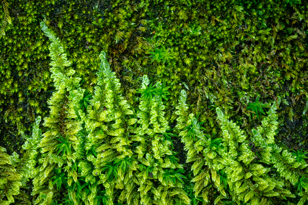Abstract;Abstraction;Blossom;Blossoms;Botanical;Calm;Close-up;Floweret;Flowering;Flowers;Flowers & Plants;Healing;Health care;Healthcare;Kentucky;Macro;Moss;Nature;Pastoral;Pennyrile Forest State Resort Park;United States;Wabi Sabi;bloom;botanicals;flora;floral;flower;green;oneness;pattern;peaceful;restful;serene;soothing;texture;tranquil;zen
