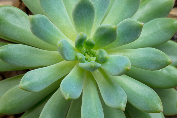 Abstract;Aqua;Blossom;Blossoms;Botanical;Calm;Floweret;Flowering;Flowers;Flowers & Plants;Healing;Health care;Healthcare;Minimalism;Nature;Pastoral;Plant;Succulent;bloom;botanicals;botany;cactus;flora;floral;flower;green;greenery;oneness;peaceful;plant;plants;restful;serene;soothing;tranquil;vegetation;zen