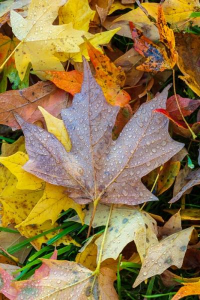 Abstract;Abstraction;Autumn;Blossom;Blossoms;Botanical;Botanicals;Brown;Calm;Close-up;Concepts;Cool Colors;Cool Palette;Cool Tones;Dew;Droplets;Drops;Fall;Fallen;Fallen Leaves;Floweret;Flowering;Flowers;Flowers & Plants;Gold;Green;Greens;Healing;Health care;Healthcare;Leaf;Leaves;Line;Macro;Nature;Oneness;Plant;Tan;Veins;Wabi Sabi;Water;Water Drops;Yellow;bloom;botanicals;color;dew drops;dewdrop;dewy;drop;flora;floral;flower;foliage;leaves;pattern;peaceful;plant;plants;restful;serene;soothing;texture;tranquil;zen