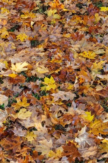 Abstract;Abstraction;Autumn;Botanical;Brown;Calm;Close-up;Fall;Fallen;Fallen Leaves;Flowers & Plants;Gold;Healing;Henry Horton;Henry Horton State Park;Leaf;Line;Macro;Maple;Maple Leaves;Nature;Pastoral;State Park;Sunlight;Tan;Tennessee;United States;Wabi Sabi;Yellow;foliage;green;leaves;oneness;orange;pattern;peaceful;plant;red;restful;serene;soothing;sunlit;texture;tranquil;zen
