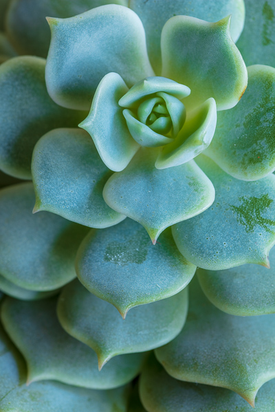 Aqua;Botanical;Calm;Healing;Health care;Healthcare;Macro;Minimalism;Nature;Pastoral;Succulent;Wabi Sabi;botanicals;green;leaves;oneness;peaceful;plant;plants;restful;serene;soothing;tranquil;zen