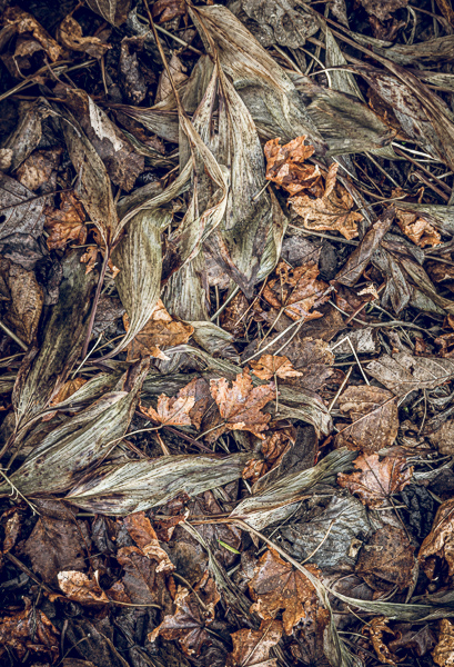 Abstract;Abstraction;Blossom;Blossoms;Botanical;Calm;Close-up;Fallen;Fallen Leaves;Floweret;Flowering;Flowers;Flowers & Plants;Leaf;Line;Macro;Nature;Pastoral;Plant;Shape;Wabi Sabi;bloom;botanicals;flora;floral;flower;foliage;leaves;oneness;pattern;peaceful;plants;restful;serene;soothing;texture;tranquil;zen