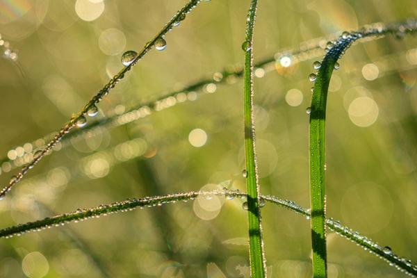 Blossom;Blossoms;Botanical;Botanicals;Calm;Concepts;Cool Colors;Cool Palette;Cool Tones;Dew;Droplets;Drops;Floweret;Flowering;Flowers;Flowers & Plants;Green;Greens;Healing;Health care;Healthcare;Looking up;Macro;Minimalism;Nature;Oneness;Pastoral;Plant;Sunlight;Sunshine;Water;Water Drops;Yellow;bloom;botanicals;color;dew drops;dewdrop;dewy;drop;flora;floral;flower;grass;green;leaves;peaceful;plants;restful;serene;soothing;sunlit;tranquil;zen