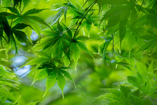 Abstract;Blossom;Blossoms;Botanical;Botanicals;Calm;Concepts;Cool Colors;Cool Palette;Cool Tones;Floweret;Flowering;Flowers;Flowers & Plants;Green;Greens;Healing;Health care;Healthcare;Leaf;Leaves;Looking up;Minimalism;Nature;Oneness;Pastoral;Plant;Seattle Japanese Garden;Sunlight;Sunshine;Tree;United States;Wabi Sabi;Washington;bloom;color;flora;floral;flower;foliage;greenery;oneness;oriental;peaceful;plants;restful;serene;soothing;sunlit;tranquil;tree;tree limbs;zen