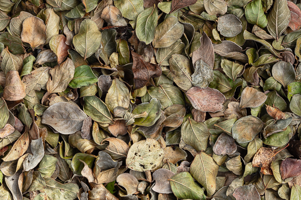 Abstract;Abstraction;Abstractions;Botanical;Brown;Calm;Close-up;Fallen;Fallen Leaves;Gold;Healing;Health care;Healthcare;Leaf;Line;Macro;Nature;Pastoral;Patterns;Plant;Shape;Stock categories;Tan;Textures;Veins;Wabi Sabi;Yellow;botanicals;foliage;green;leaves;oneness;pattern;peaceful;restful;serene;soothing;texture;tranquil;vegetation;zen