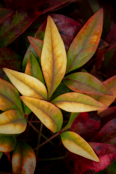 Abstract;Blossom;Blossoms;Botanical;Calm;Floweret;Flowering;Flowers;Flowers & Plants;Healing;Health care;Healthcare;Leaf;Macro;Minimalism;Nandina;Nature;Pastoral;Plant;Veins;Wabi Sabi;Yellow;bloom;botanicals;flora;floral;flower;foliage;green;leaves;oneness;oriental;peaceful;plants;red;restful;serene;soothing;sumi-e;tranquil;vegetation;zen