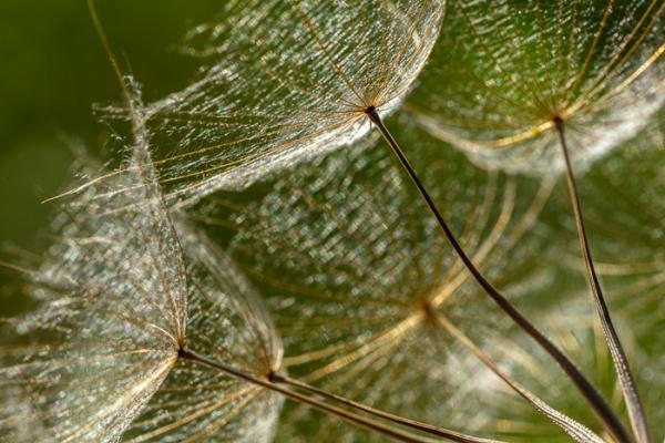 Blossom;Blossoms;Botanical;Botanicals;Calm;Concepts;Cool Colors;Cool Palette;Cool Tones;Floweret;Flowering;Flowers;Flowers & Plants;Gold;Green;Greens;Healing;Health care;Healthcare;Looking up;Macro;Nature;Oneness;Pastoral;Plant;Seed Head;Sunlight;Sunshine;Tan;bloom;botanicals;color;flora;floral;flower;foliage;goatsbeard;peaceful;plants;restful;serene;soothing;sunlit;tranquil;zen