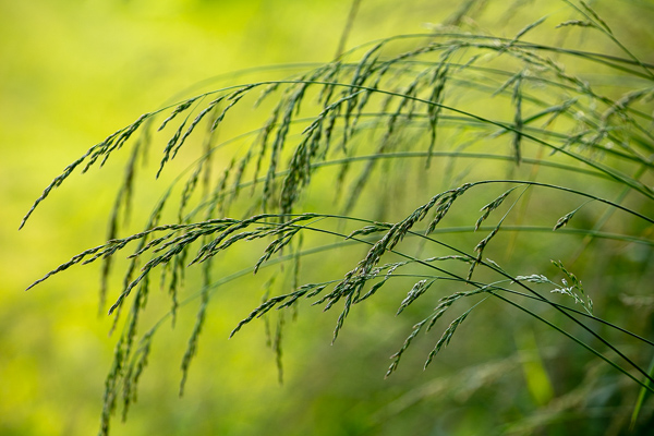 Blossom;Blossoms;Botanical;Botanicals;Calm;Concepts;Cool Colors;Cool Palette;Cool Tones;Floweret;Flowering;Flowers;Flowers & Plants;Green;Greens;Healing;Health care;Healthcare;Nature;Oneness;Pastoral;Plant;Seed Head;Sunlight;Sunshine;Wabi Sabi;Yellow;bloom;botanicals;color;flora;floral;flower;foliage;grass;green;landscape;leaves;peaceful;plants;restful;serene;soothing;sunlit;tranquil;zen