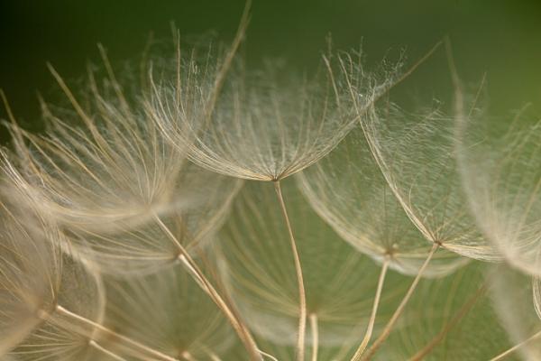 Blossom;Blossoms;Botanical;Botanicals;Calm;Concepts;Cool Colors;Cool Palette;Cool Tones;Floweret;Flowering;Flowers;Flowers & Plants;Gold;Green;Greens;Healing;Health care;Healthcare;Looking up;Macro;Nature;Oneness;Pastoral;Plant;Seed Head;Sunlight;Sunshine;Tan;bloom;botanicals;color;flora;floral;flower;foliage;goatsbeard;peaceful;plants;restful;serene;soothing;sunlit;tranquil;zen