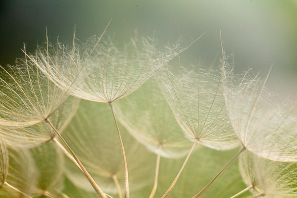 Botanical;Calm;Healing;Health care;Healthcare;Plant;Seed Head;botanicals;goatsbeard;peaceful;restful;serene;soothing;tranquil