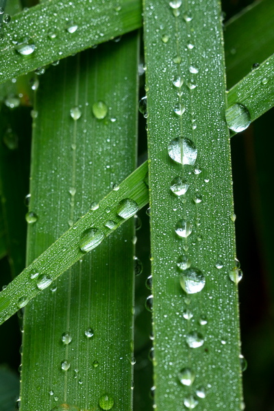 Botanical;Calm;Dew;Droplets;Drops;Healing;Health care;Healthcare;Leaf;Minimalism;Pastoral;Plant;Water;Water Drops;botanicals;damp;dew drops;dewy;drop;droplet;foliage;grass;green;leaves;oneness;peaceful;restful;serene;soothing;tranquil;zen