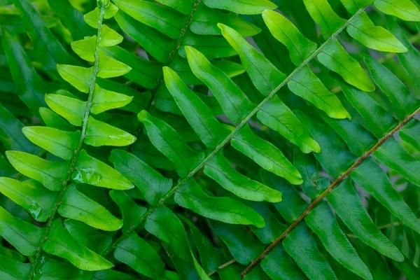 Blossom;Blossoms;Botanical;Botanicals;Calm;Concepts;Cool Colors;Cool Palette;Cool Tones;Fern;Floweret;Flowering;Flowers;Flowers & Plants;Frond;Fronds;Green;Greens;Healing;Health care;Healthcare;Leaf;Leaves;Macro;Nature;Oneness;Pastoral;Plant;bloom;color;flora;floral;flower;foliage;peaceful;plants;restful;serene;soothing;tranquil;zen