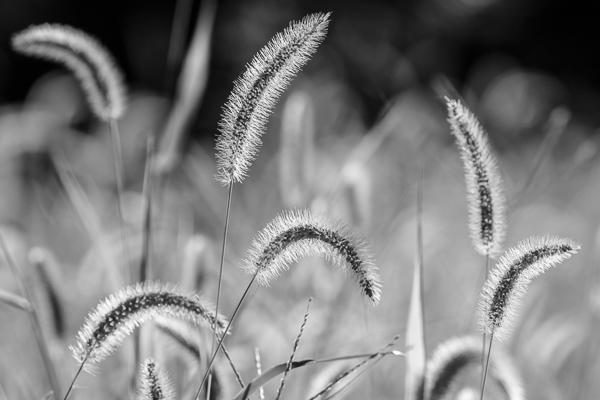 Black and White;Bloom;Blossom;Blossoms;Botanical;Calm;Flora;Floral;Floweret;Flowering;Flowers;Flowers & Plants;Healing;Health care;Healthcare;Minimalism;Nature;Pastoral;Petal;Plant;Seed Head;Sunlight;bloom;botanicals;flora;floral;flower;grass;leaves;oneness;peaceful;plants;restful;serene;soothing;sunlit;tranquil;zen