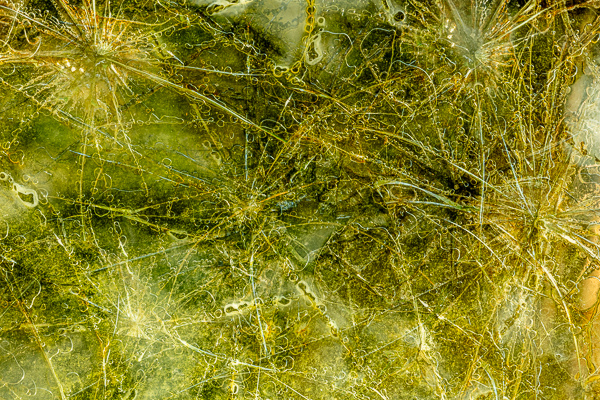 Abstract;Abstraction;Calm;Close-up;Concepts;Cool Colors;Cool Palette;Cool Tones;Glass;Green;Greens;Healing;Health care;Healthcare;Line;Minimalism;Nature;Oneness;Pastoral;Shape;Sunlight;Sunshine;Wabi Sabi;Yellow;color;landscape;oneness;pattern;peaceful;reflection;restful;serene;soothing;sunlit;texture;tranquil;zen
