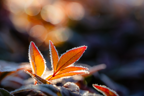 Autumn;Blossom;Blossoms;Botanical;Botanicals;Brown;Calm;Concepts;Fall;Fallen;Fallen Leaves;Floweret;Flowering;Flowers;Flowers & Plants;Frost;Gold;Healing;Health care;Healthcare;Icy;Leaf;Leaves;Looking up;Macro;Nature;Oneness;Pastoral;Plant;Sunlight;Sunshine;Tan;Veins;Wabi Sabi;Yellow;bloom;color;flora;floral;flower;foliage;landscape;peaceful;plants;restful;serene;soothing;sunlit;tranquil;zen