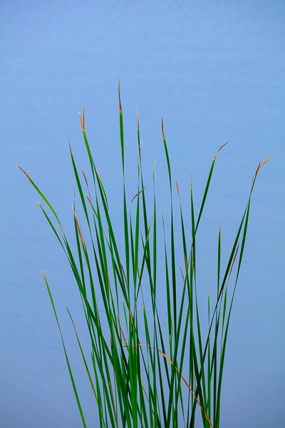 Blossom;Blossoms;Blue;Botanical;Calm;Florida;Floweret;Flowering;Flowers;Flowers & Plants;Gulf State Park;Healing;Health care;Healthcare;Minimalism;Nature;Pastoral;Plant;Tan;United States;Waterscape;Yellow;bloom;botanicals;flora;floral;flower;foliage;grass;green;landscape;leaves;oneness;peaceful;restful;serene;sky;soothing;tranquil;zen