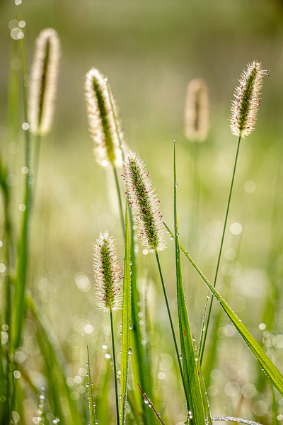 Blossom;Blossoms;Botanical;Calm;Dew;Droplets;Drops;Floweret;Flowering;Flowers;Flowers & Plants;Healing;Health care;Healthcare;Leaf;Minimalism;Nature;Pastoral;Plant;Seed Head;Sunlight;Sunshine;Water;Water Drops;bloom;botanicals;dew drops;dewy;drop;flora;floral;flower;foliage;grass;green;leaves;oneness;peaceful;restful;serene;soothing;sunlit;tranquil;zen